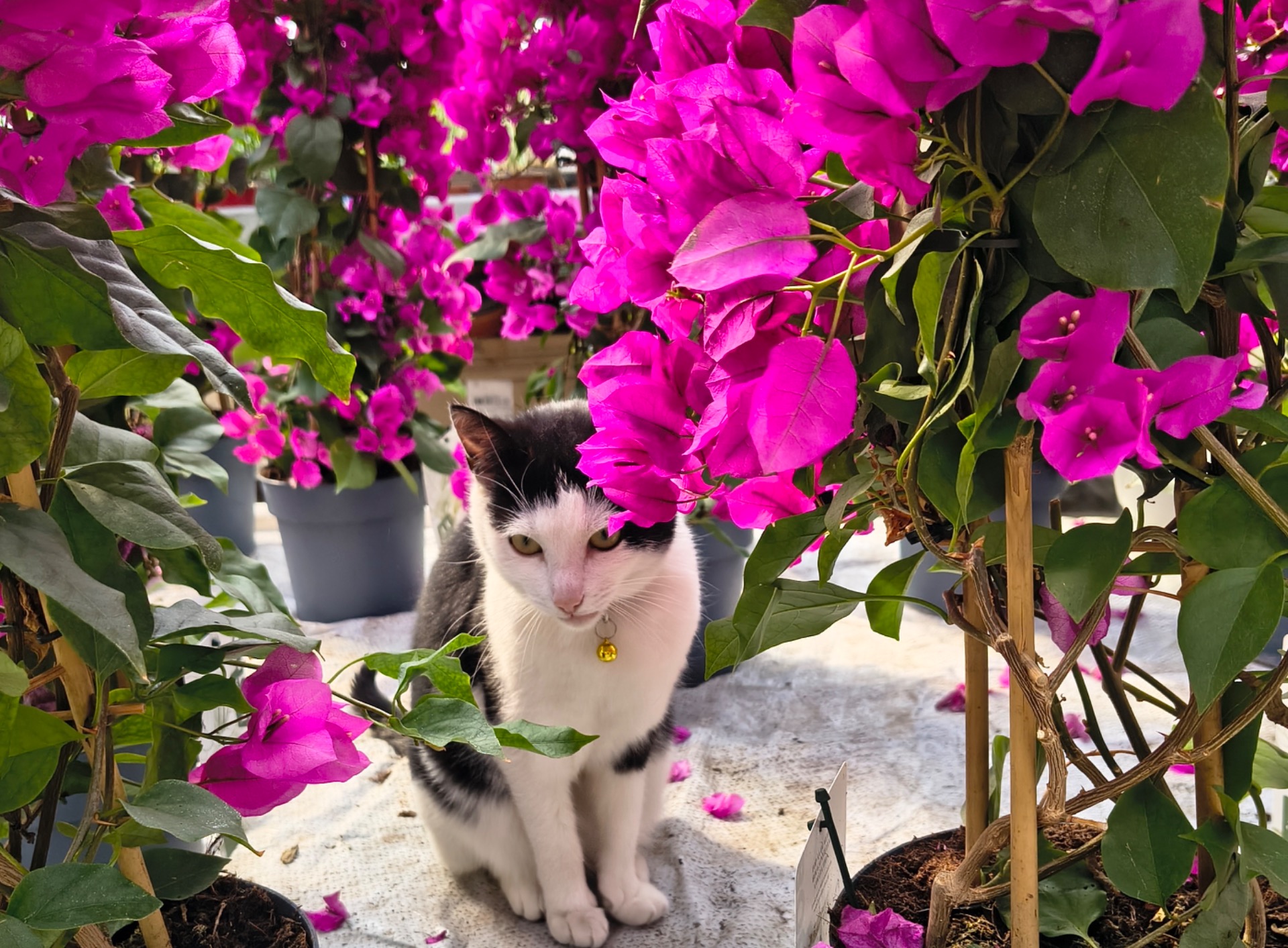 Puutarhakissamme Sipsukka 🩷 🐈‍⬛